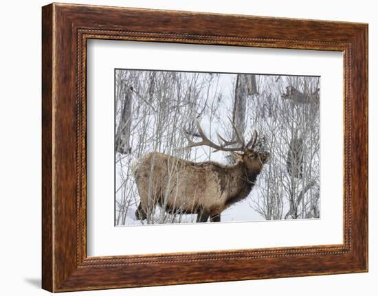 Bull elk feeding on branches in winter. Yellowstone National Park, Wyoming, USA-Chuck Haney-Framed Photographic Print