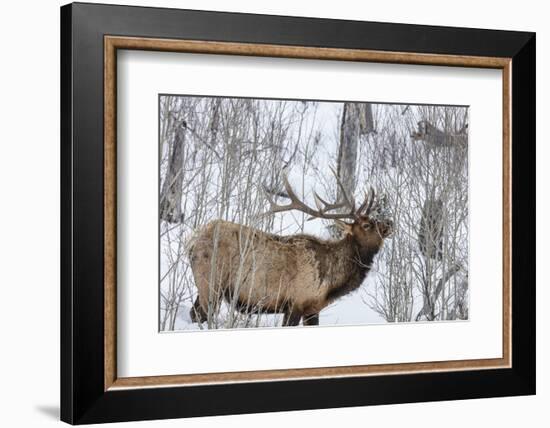 Bull elk feeding on branches in winter. Yellowstone National Park, Wyoming, USA-Chuck Haney-Framed Photographic Print