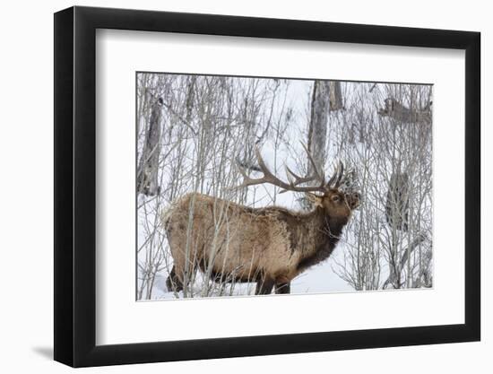 Bull elk feeding on branches in winter. Yellowstone National Park, Wyoming, USA-Chuck Haney-Framed Photographic Print