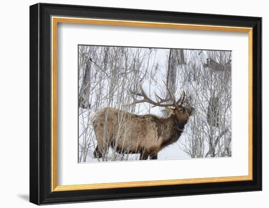 Bull elk feeding on branches in winter. Yellowstone National Park, Wyoming, USA-Chuck Haney-Framed Photographic Print