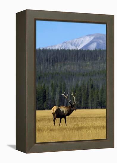 Bull Elk In Grass-Panoramic Images-Framed Premier Image Canvas