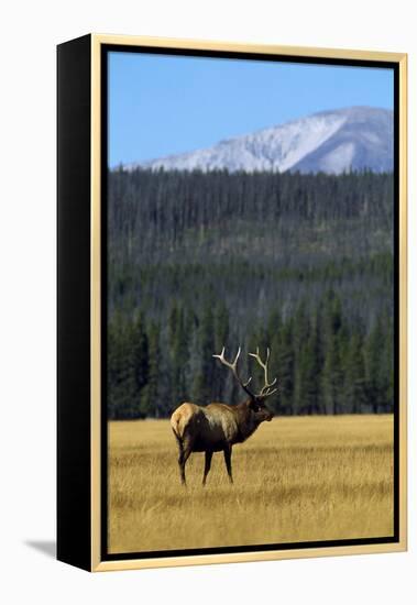 Bull Elk In Grass-Panoramic Images-Framed Premier Image Canvas