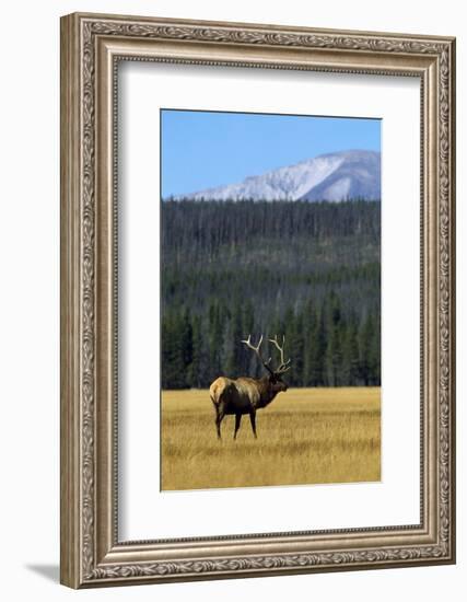 Bull Elk In Grass-Panoramic Images-Framed Photographic Print