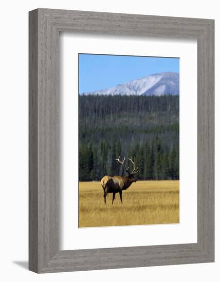 Bull Elk In Grass-Panoramic Images-Framed Photographic Print