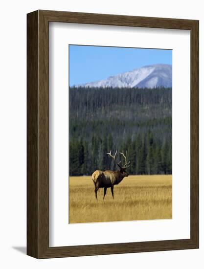 Bull Elk In Grass-Panoramic Images-Framed Photographic Print