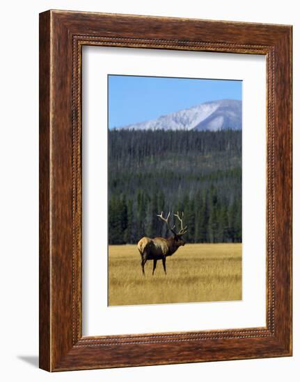 Bull Elk In Grass-Panoramic Images-Framed Photographic Print