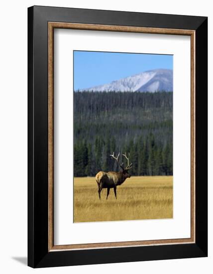 Bull Elk In Grass-Panoramic Images-Framed Photographic Print