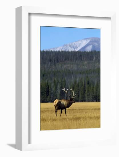 Bull Elk In Grass-Panoramic Images-Framed Photographic Print