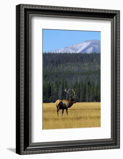 Bull Elk In Grass-Panoramic Images-Framed Photographic Print