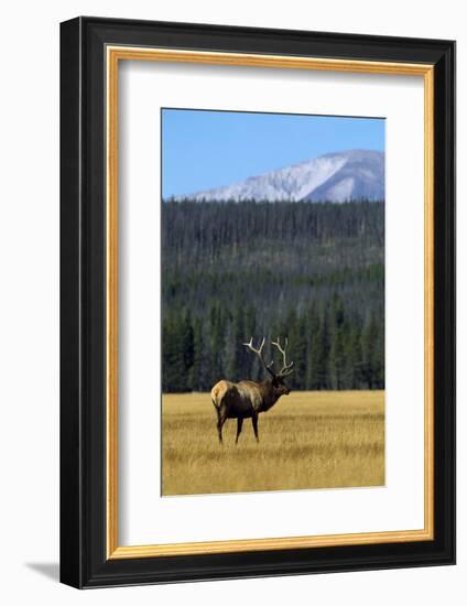 Bull Elk In Grass-Panoramic Images-Framed Photographic Print