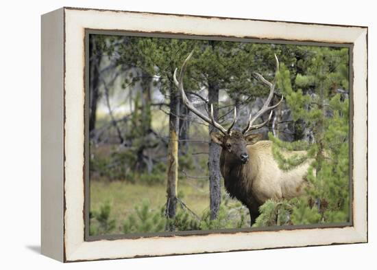 Bull Elk in Pines Listening for Danger, Yellowstone NP, WYoming-Howie Garber-Framed Premier Image Canvas