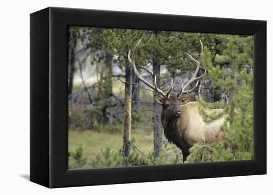 Bull Elk in Pines Listening for Danger, Yellowstone NP, WYoming-Howie Garber-Framed Premier Image Canvas