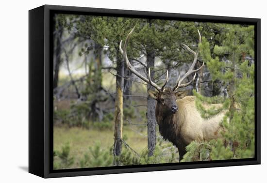 Bull Elk in Pines Listening for Danger, Yellowstone NP, WYoming-Howie Garber-Framed Premier Image Canvas