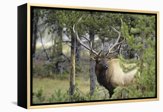 Bull Elk in Pines Listening for Danger, Yellowstone NP, WYoming-Howie Garber-Framed Premier Image Canvas