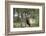 Bull Elk in Pines Listening for Danger, Yellowstone NP, WYoming-Howie Garber-Framed Photographic Print