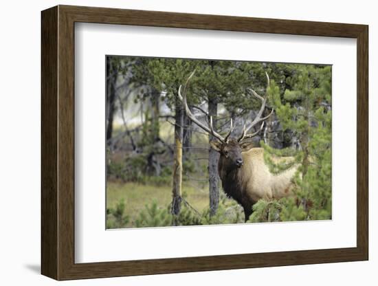 Bull Elk in Pines Listening for Danger, Yellowstone NP, WYoming-Howie Garber-Framed Photographic Print