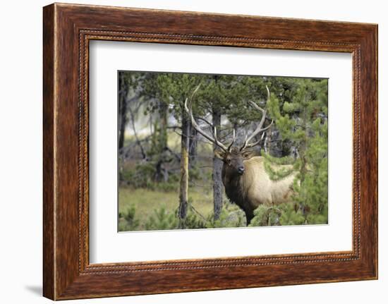 Bull Elk in Pines Listening for Danger, Yellowstone NP, WYoming-Howie Garber-Framed Photographic Print