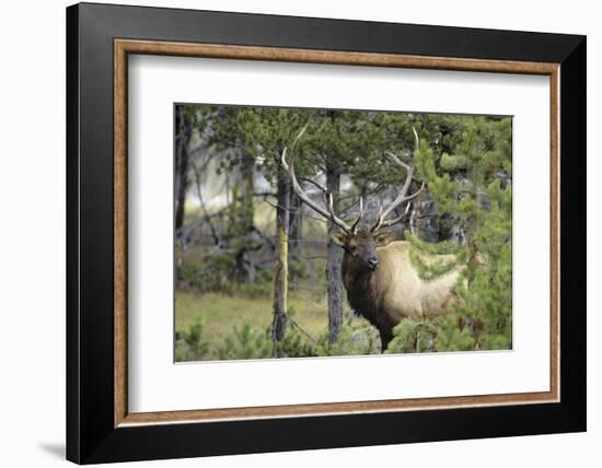 Bull Elk in Pines Listening for Danger, Yellowstone NP, WYoming-Howie Garber-Framed Photographic Print