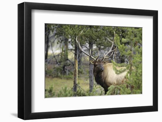 Bull Elk in Pines Listening for Danger, Yellowstone NP, WYoming-Howie Garber-Framed Photographic Print