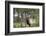 Bull Elk in Pines Listening for Danger, Yellowstone NP, WYoming-Howie Garber-Framed Photographic Print