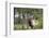 Bull Elk in Pines Listening for Danger, Yellowstone NP, WYoming-Howie Garber-Framed Premium Photographic Print