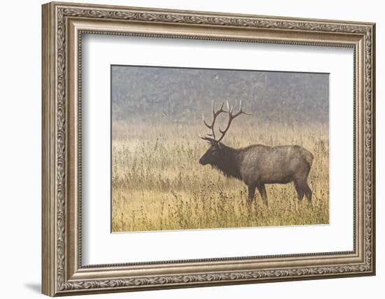 Bull Elk on foggy morning along Madison River, Yellowstone National Park, Montana, Wyoming-Adam Jones-Framed Photographic Print