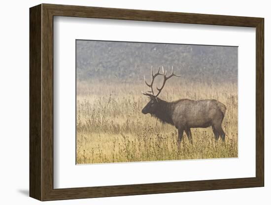 Bull Elk on foggy morning along Madison River, Yellowstone National Park, Montana, Wyoming-Adam Jones-Framed Photographic Print