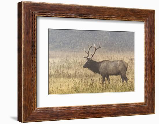 Bull Elk on foggy morning along Madison River, Yellowstone National Park, Montana, Wyoming-Adam Jones-Framed Photographic Print