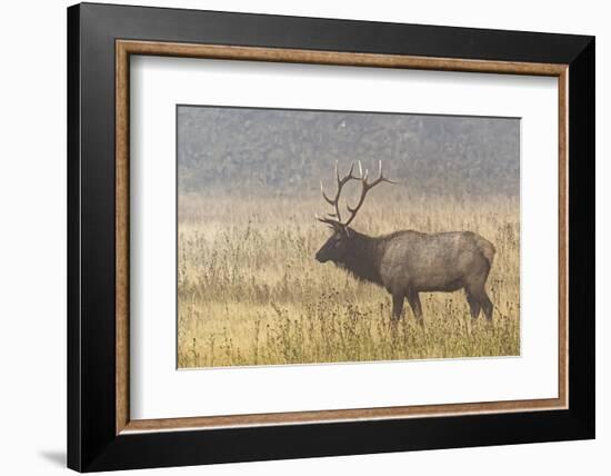 Bull Elk on foggy morning along Madison River, Yellowstone National Park, Montana, Wyoming-Adam Jones-Framed Photographic Print