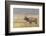 Bull Elk on foggy morning along Madison River, Yellowstone National Park, Montana, Wyoming-Adam Jones-Framed Photographic Print