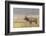 Bull Elk on foggy morning along Madison River, Yellowstone National Park, Montana, Wyoming-Adam Jones-Framed Photographic Print