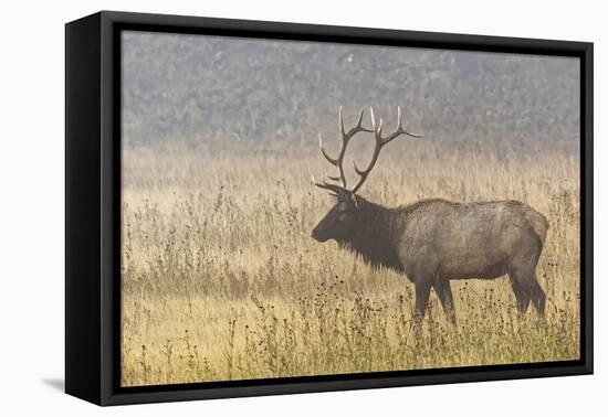 Bull Elk on foggy morning along Madison River, Yellowstone National Park, Montana, Wyoming-Adam Jones-Framed Premier Image Canvas