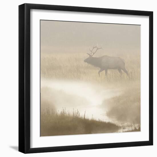 Bull Elk on foggy morning along Madison River, Yellowstone National Park, Montana, Wyoming-Adam Jones-Framed Photographic Print