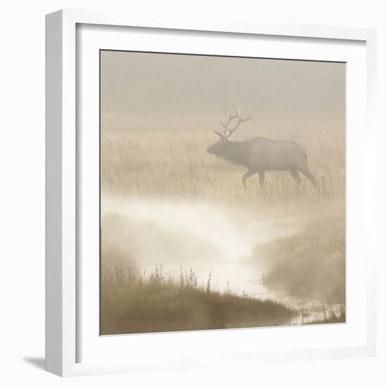Bull Elk on foggy morning along Madison River, Yellowstone National Park, Montana, Wyoming-Adam Jones-Framed Photographic Print