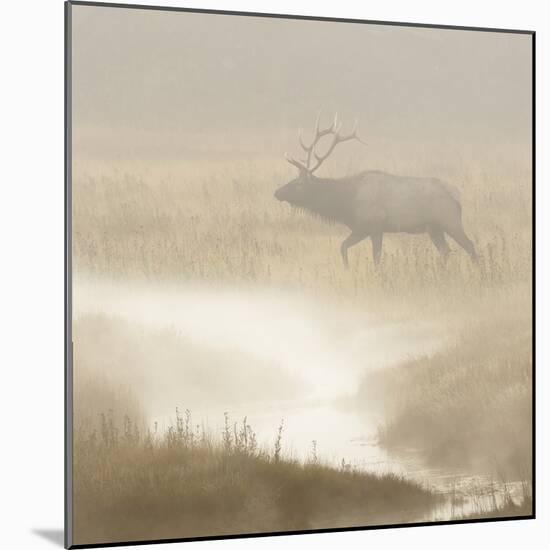 Bull Elk on foggy morning along Madison River, Yellowstone National Park, Montana, Wyoming-Adam Jones-Mounted Photographic Print