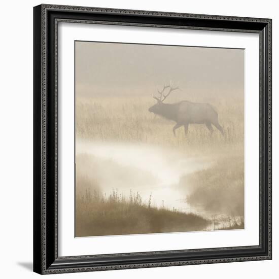 Bull Elk on foggy morning along Madison River, Yellowstone National Park, Montana, Wyoming-Adam Jones-Framed Photographic Print