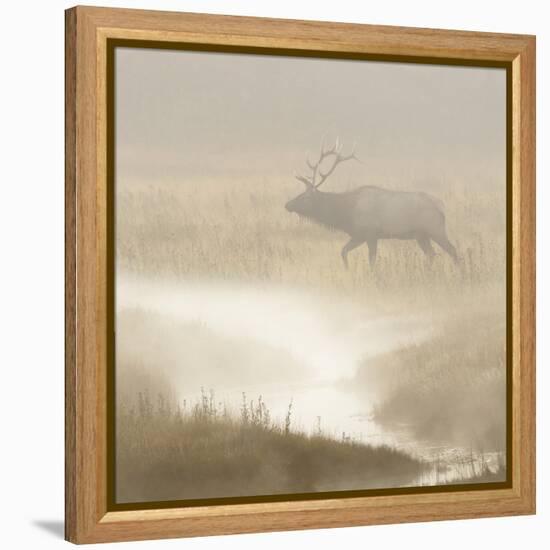 Bull Elk on foggy morning along Madison River, Yellowstone National Park, Montana, Wyoming-Adam Jones-Framed Premier Image Canvas