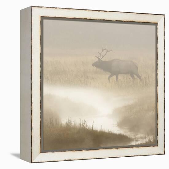 Bull Elk on foggy morning along Madison River, Yellowstone National Park, Montana, Wyoming-Adam Jones-Framed Premier Image Canvas