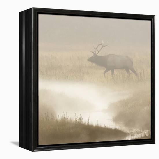 Bull Elk on foggy morning along Madison River, Yellowstone National Park, Montana, Wyoming-Adam Jones-Framed Premier Image Canvas