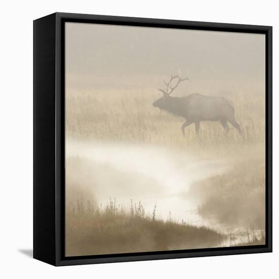 Bull Elk on foggy morning along Madison River, Yellowstone National Park, Montana, Wyoming-Adam Jones-Framed Premier Image Canvas