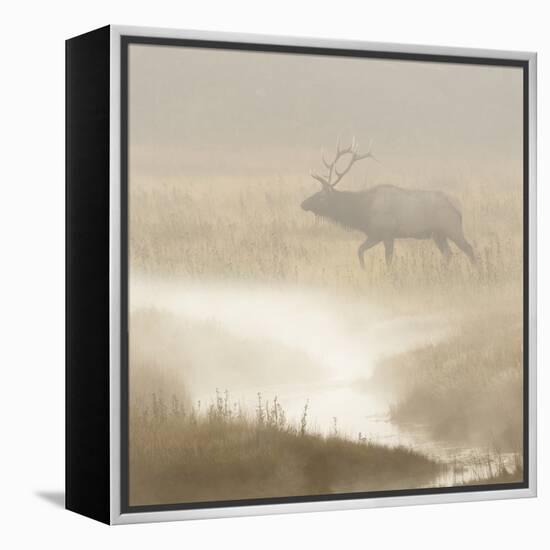 Bull Elk on foggy morning along Madison River, Yellowstone National Park, Montana, Wyoming-Adam Jones-Framed Premier Image Canvas