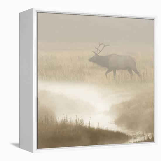 Bull Elk on foggy morning along Madison River, Yellowstone National Park, Montana, Wyoming-Adam Jones-Framed Premier Image Canvas