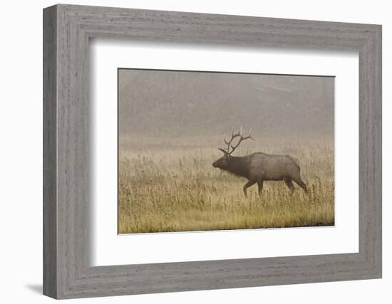 Bull Elk on Foggy Morning Along Madison River, Yellowstone National Park, Wyoming-Adam Jones-Framed Photographic Print