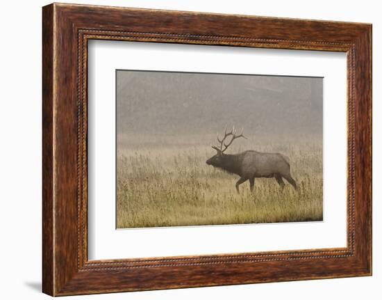 Bull Elk on Foggy Morning Along Madison River, Yellowstone National Park, Wyoming-Adam Jones-Framed Photographic Print