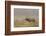 Bull Elk on Foggy Morning Along Madison River, Yellowstone National Park, Wyoming-Adam Jones-Framed Photographic Print