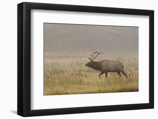 Bull Elk on Foggy Morning Along Madison River, Yellowstone National Park, Wyoming-Adam Jones-Framed Photographic Print