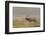 Bull Elk on Foggy Morning Along Madison River, Yellowstone National Park, Wyoming-Adam Jones-Framed Photographic Print