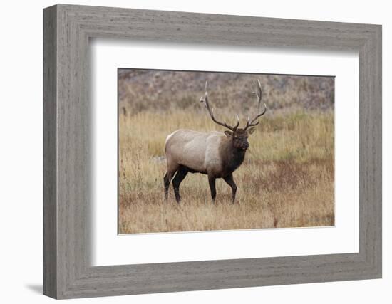 Bull elk or wapiti in meadow, Yellowstone National Park.-Adam Jones-Framed Photographic Print