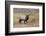 Bull elk or wapiti in meadow, Yellowstone National Park.-Adam Jones-Framed Photographic Print