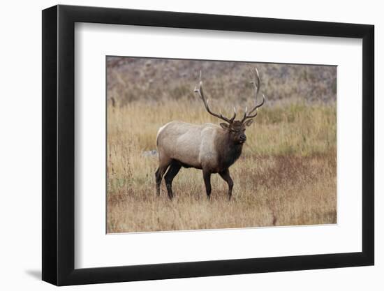 Bull elk or wapiti in meadow, Yellowstone National Park.-Adam Jones-Framed Photographic Print